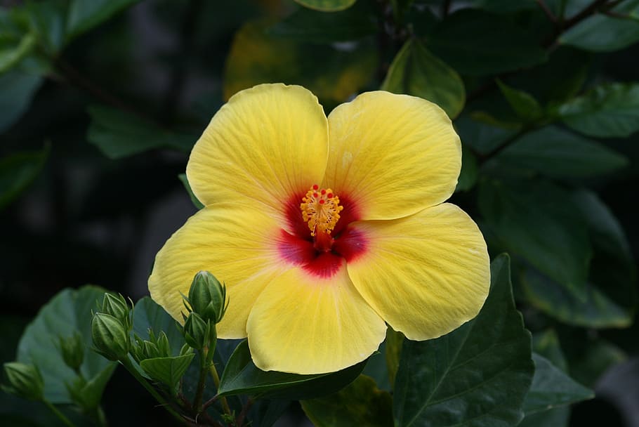 HD wallpaper: yellow and red hibiscus flower, plant, tropical, blossom