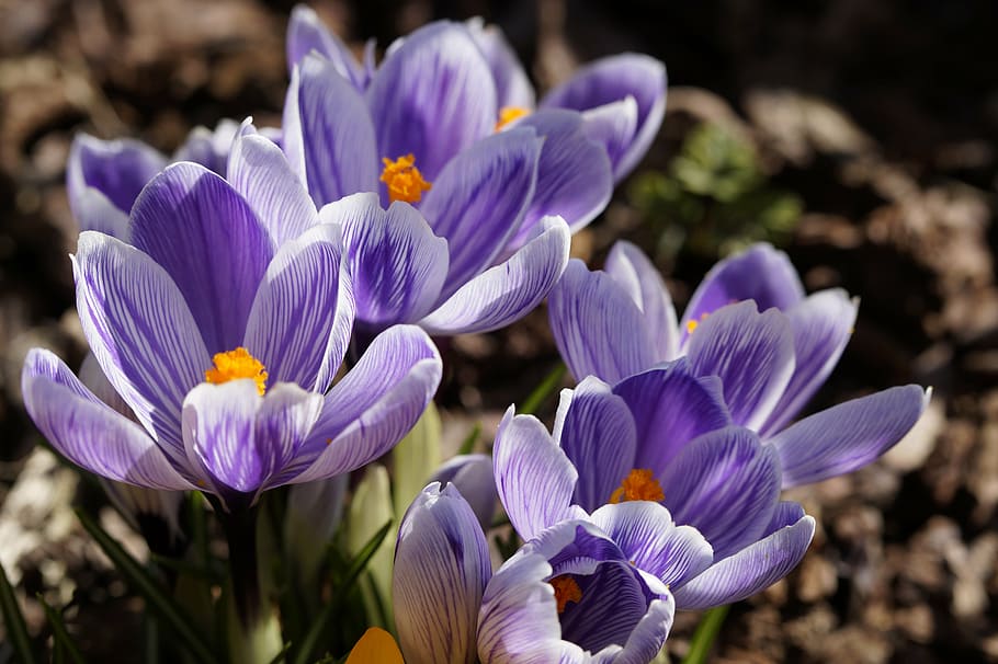 flowers, crocus, blue, bright, bloom, spring, close, blossom HD wallpaper