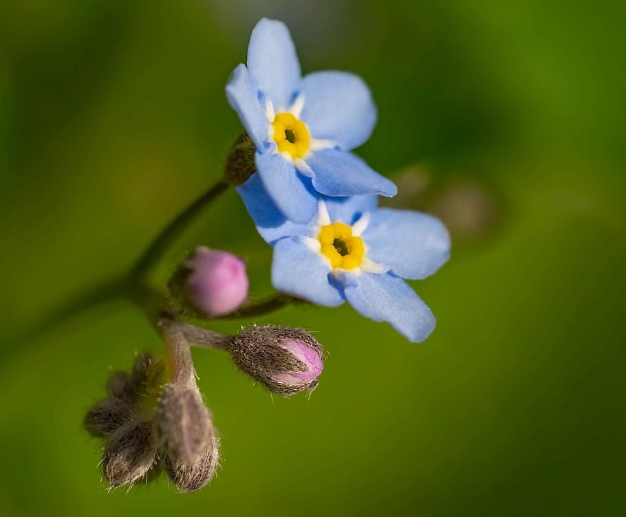 nots, spring, flower, meadow, garden, grasshopper, forget, closeup HD wallpaper