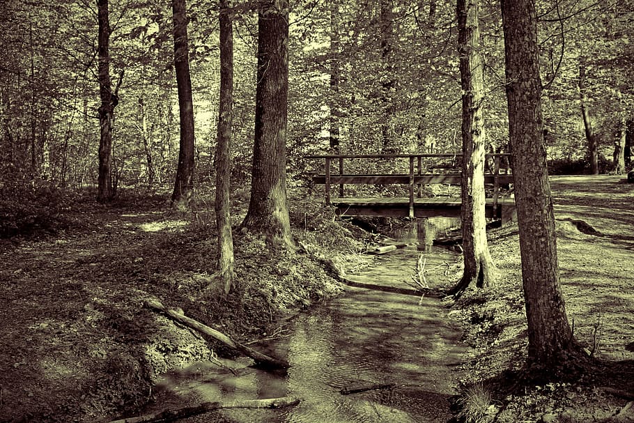 forest, tree, bach, water running, wave, bridge, pool, fitness HD wallpaper