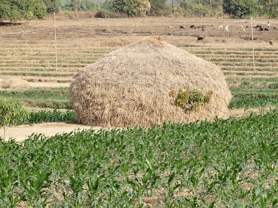 haystack, harvest, crop, residue, straw, field, agriculture HD wallpaper