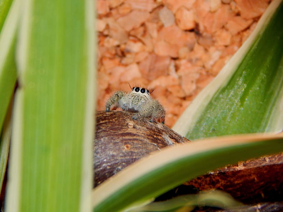 spider, jumping spider, small spider, animal wildlife, animal themes HD wallpaper