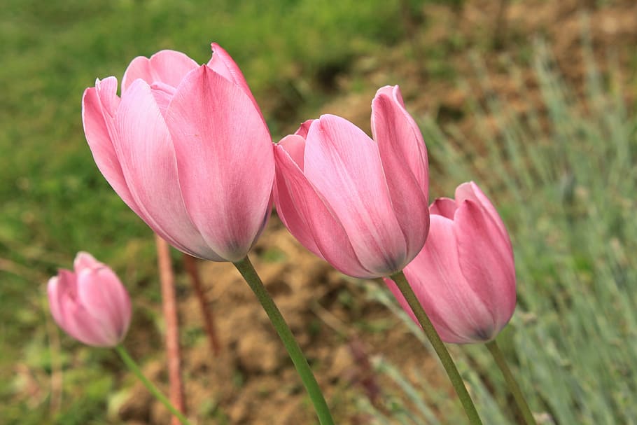 Close-Up, Flowers, Pink, Tulip, green, plants, spring, pink color HD wallpaper