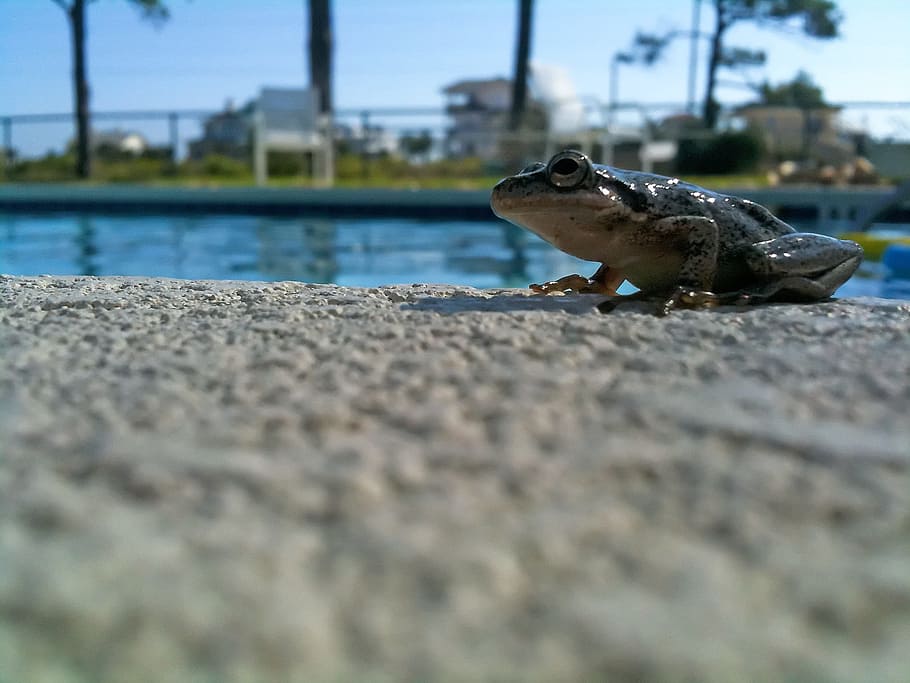 Tree Frog, Amphibian, Animal, wildlife, zoology, species, wilderness HD wallpaper