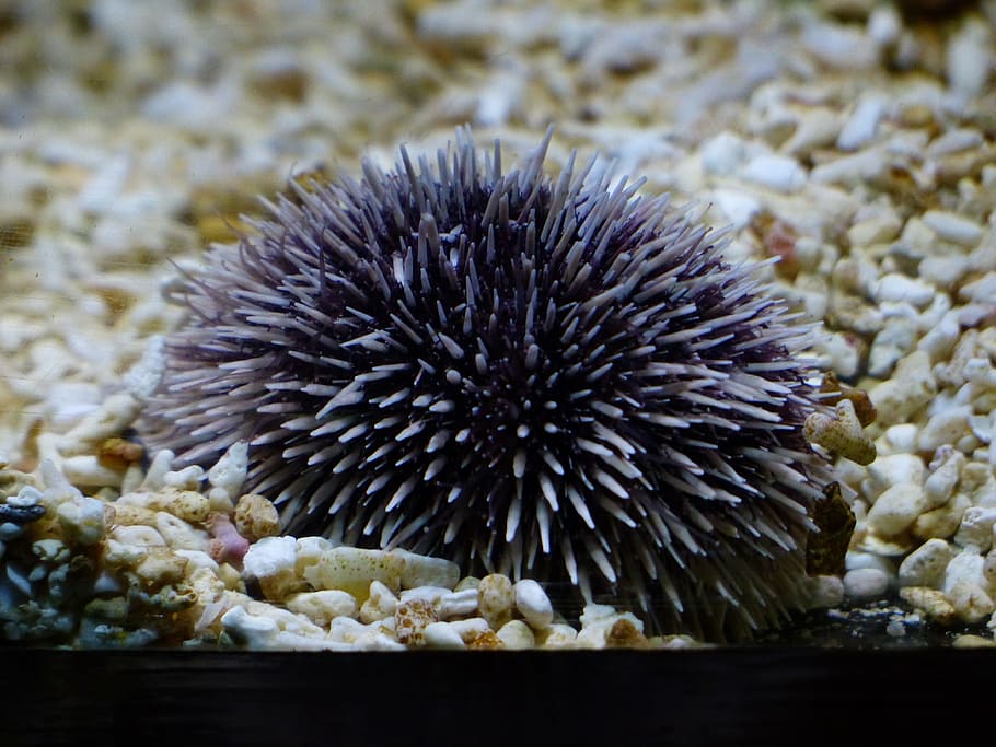 Sea Urchins, Purple Sea Urchin, sphaerechinus granularis, echinoidea, HD wallpaper