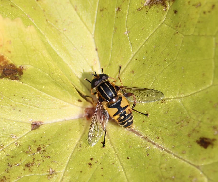 fly, leaf, macro, wings, insect, invertebrate, animal wildlife HD wallpaper
