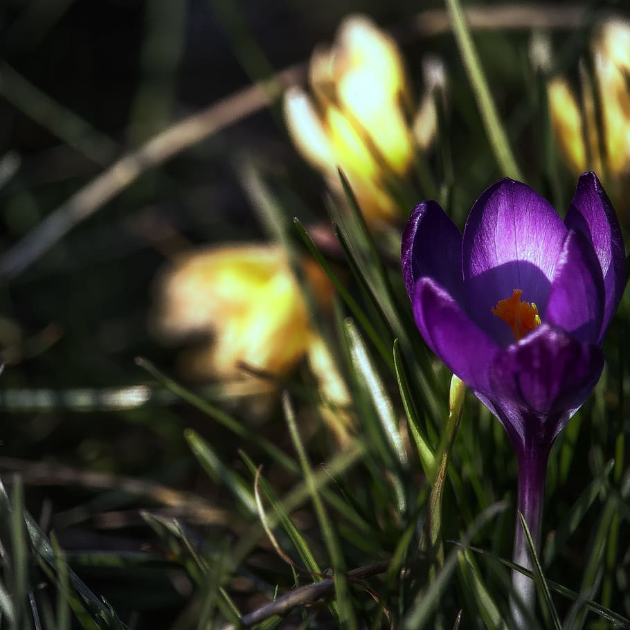 crocus, blossom, bloom, spring, spring flower, violet, spring awakening HD wallpaper