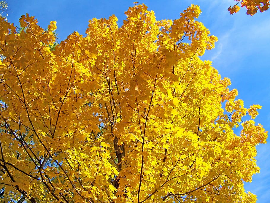 yellow, maple, tree, leaves, autumn, fall, branches, plant HD wallpaper