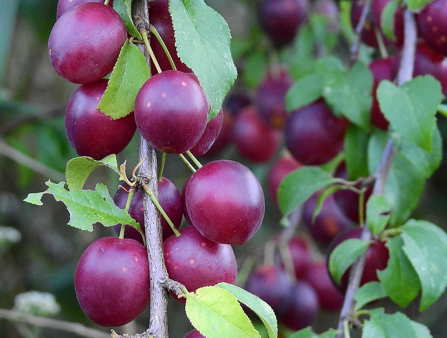 plum, fruit, vitamins, food, healthy eating, food and drink HD wallpaper