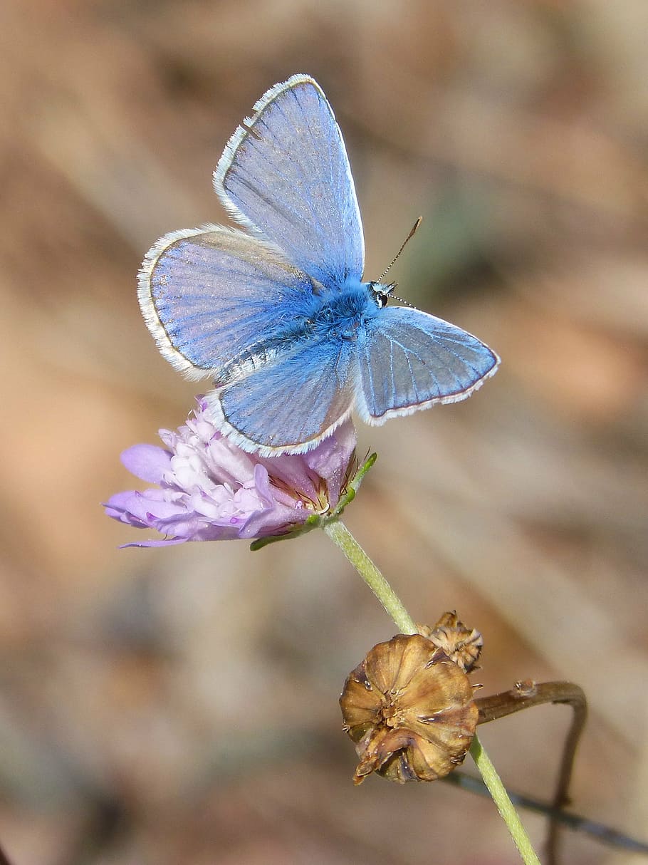 butterfly, polyommatus icarus, blue butterfly, libar, wild flower, HD wallpaper