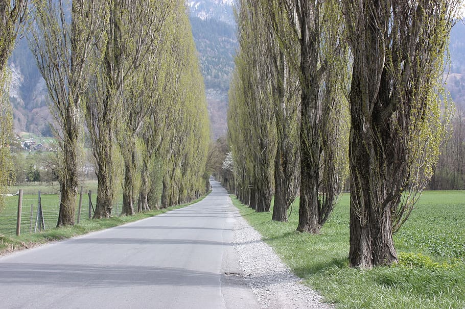 avenue, trees, away, road, plant, the way forward, direction HD wallpaper