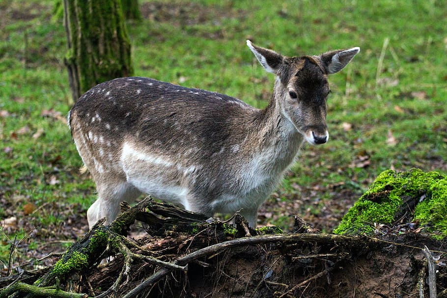 fallow deer, hirsch, forest, animal wildlife, one animal, mammal HD wallpaper