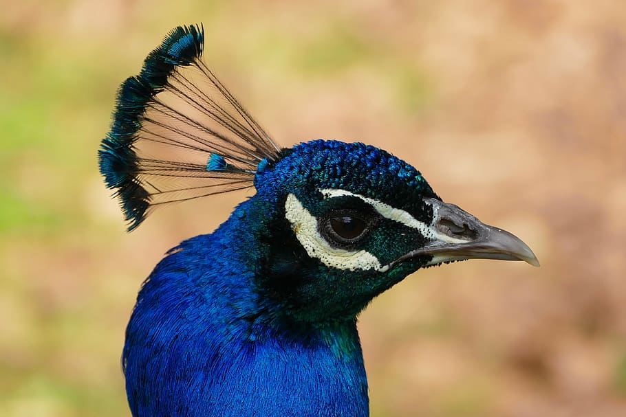 peacock, bird, feather, pattern, nature, animal, tail, colorful HD wallpaper