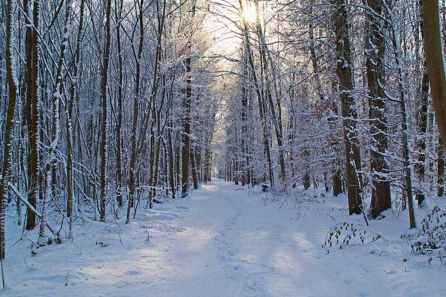 pine trees covered with snow during day time, Forest, Away HD wallpaper