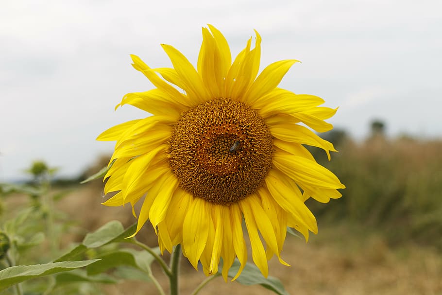 sunflower, yellow, round, plant, ukraine, nature, agriculture HD wallpaper