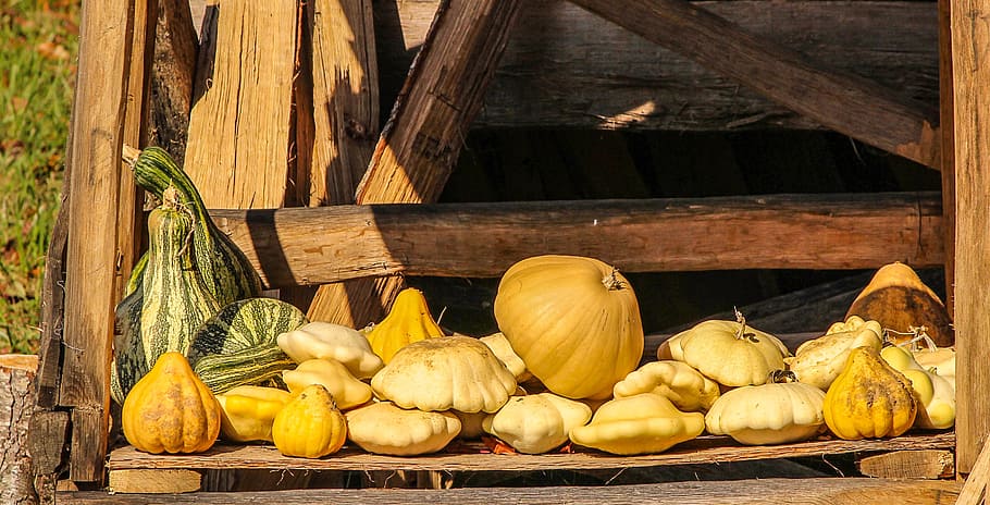 vegetables, squash, gourds, pumpkin, fresh, healthy, seasonal HD wallpaper