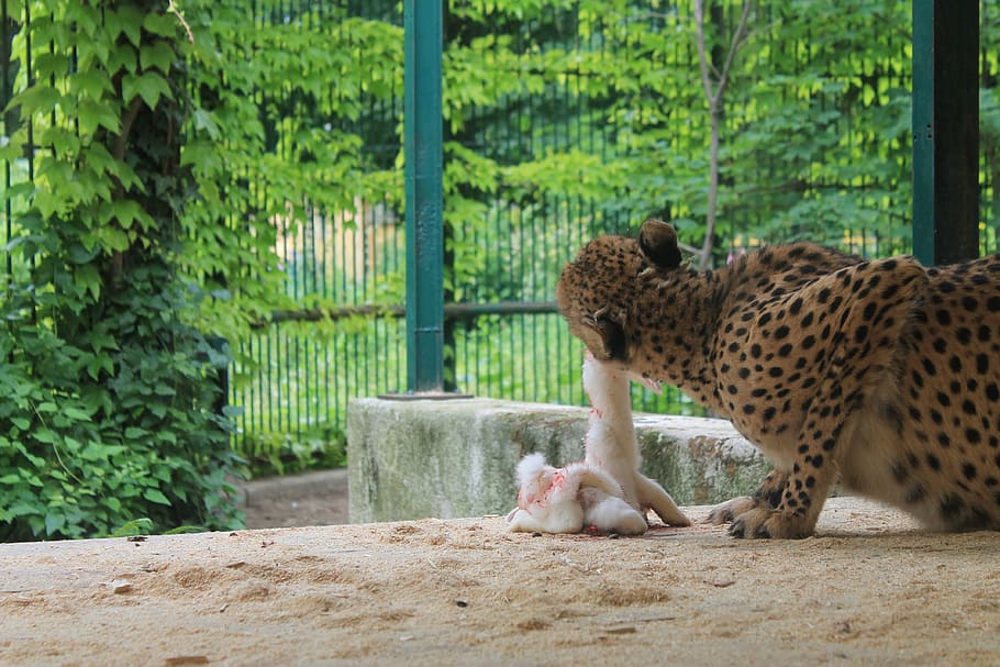 Predatory Leopard Full Of Blood