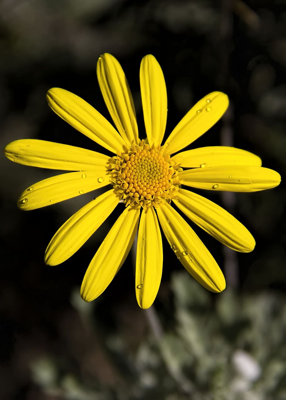 Flower, Yellow, Petals, Flora, Colored, nature, colorful, fragility HD wallpaper