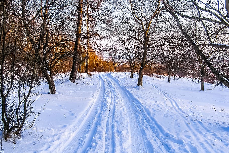 road covered by snow surrounded by withered trees, winter, path HD wallpaper