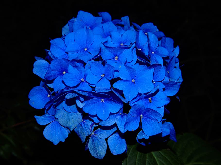 blue hydrangeas photo, blossom, bloom, flower, garden plant HD wallpaper