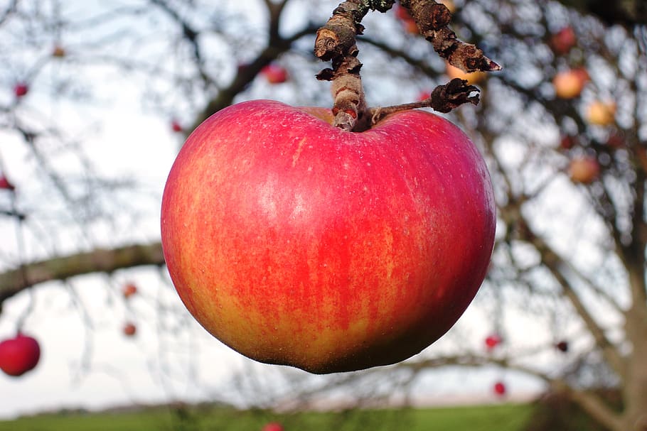 apple, fruit, tree, apple tree, fruits, fruit tree, harvest HD wallpaper
