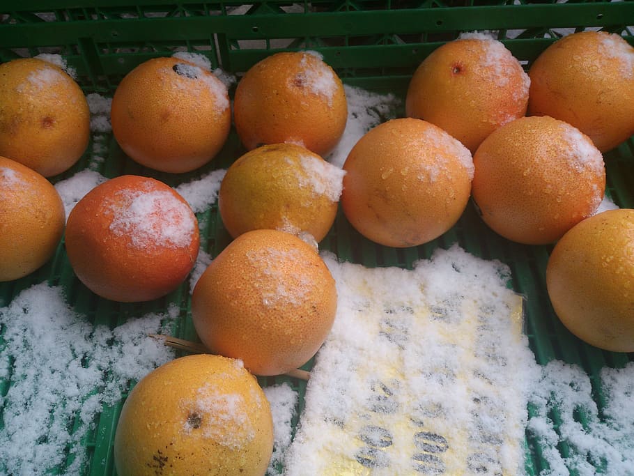 oranges, snow, white, fruit, food, freshness, citrus Fruit HD wallpaper