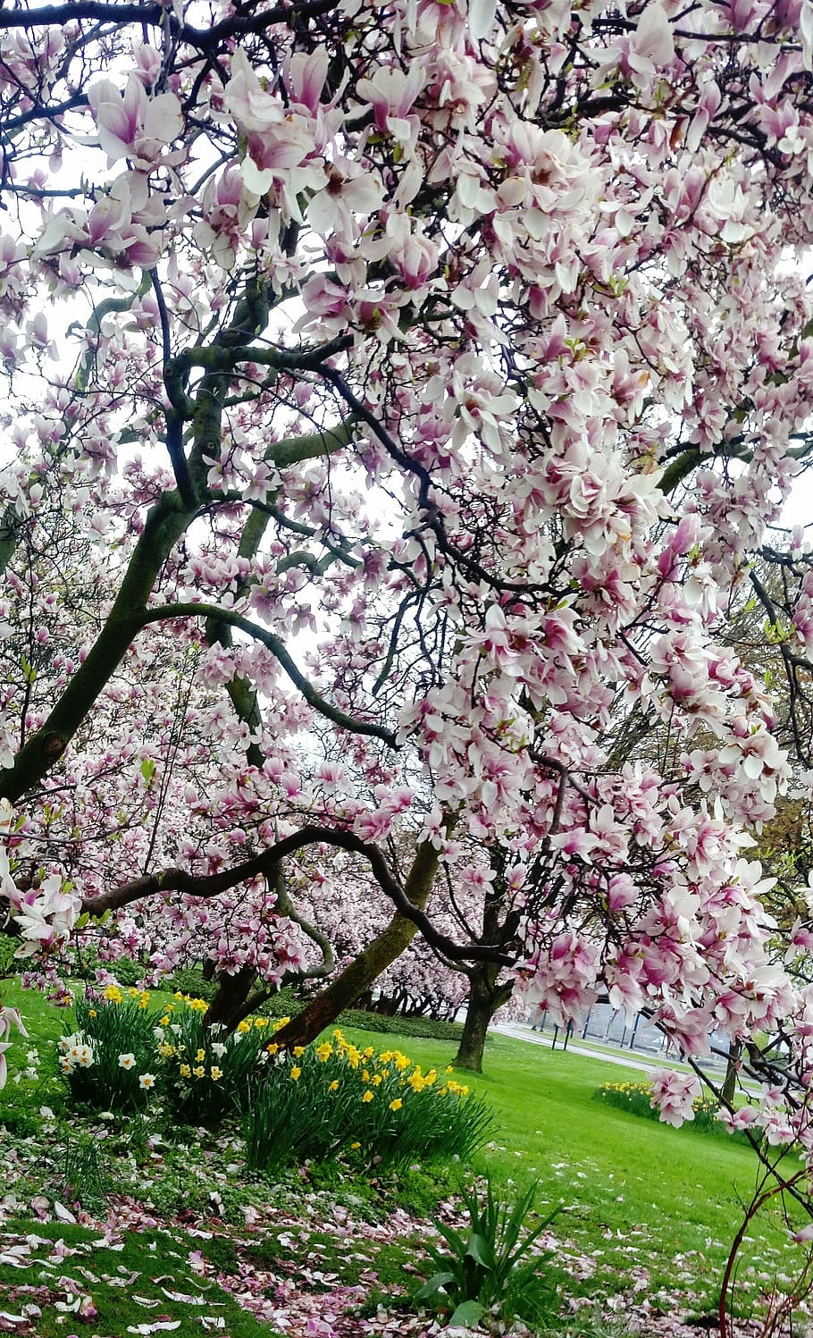 spring, magnolia, bloom, tree, garden, beautiful, green, plant HD wallpaper