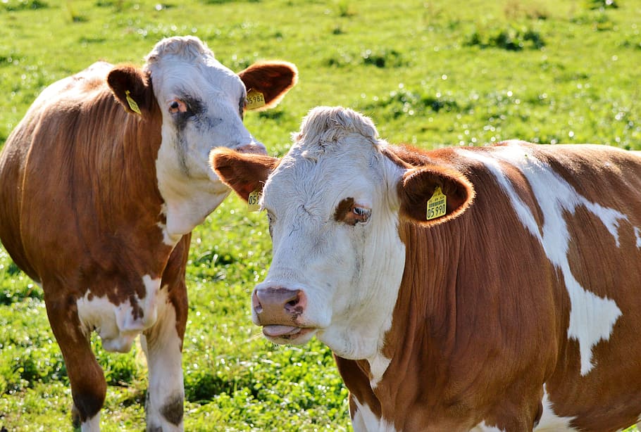 cow, beef, ruminant, cattle, livestock, paarhufer, pasture HD wallpaper