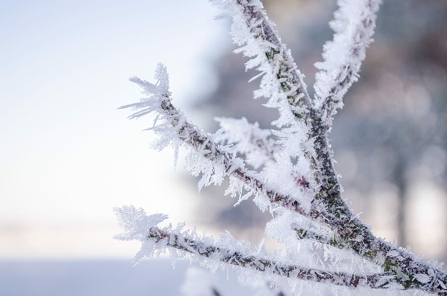 Ice, Branch, Winter, Snow, Crystals, snow crystals, cold, frozen HD wallpaper