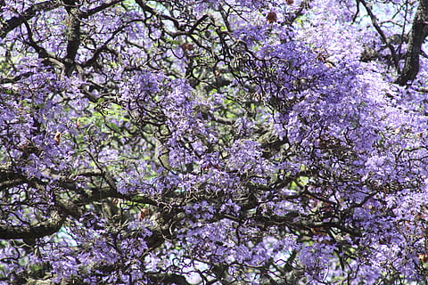jacaranda, trees, nature, plant, sky, flowering plant, fragility HD wallpaper
