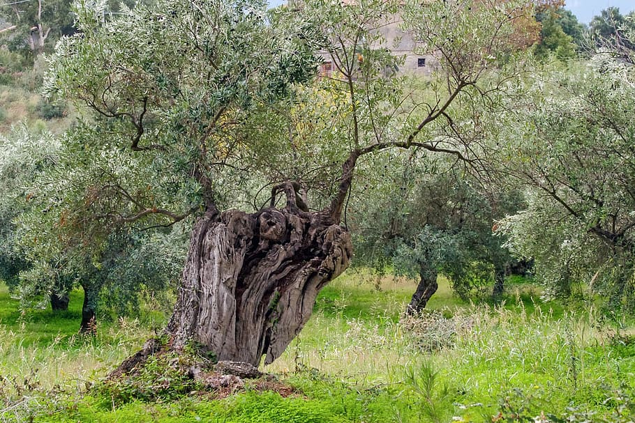 green leafed tree, olive tree, olive grove, agriculture, olive plants