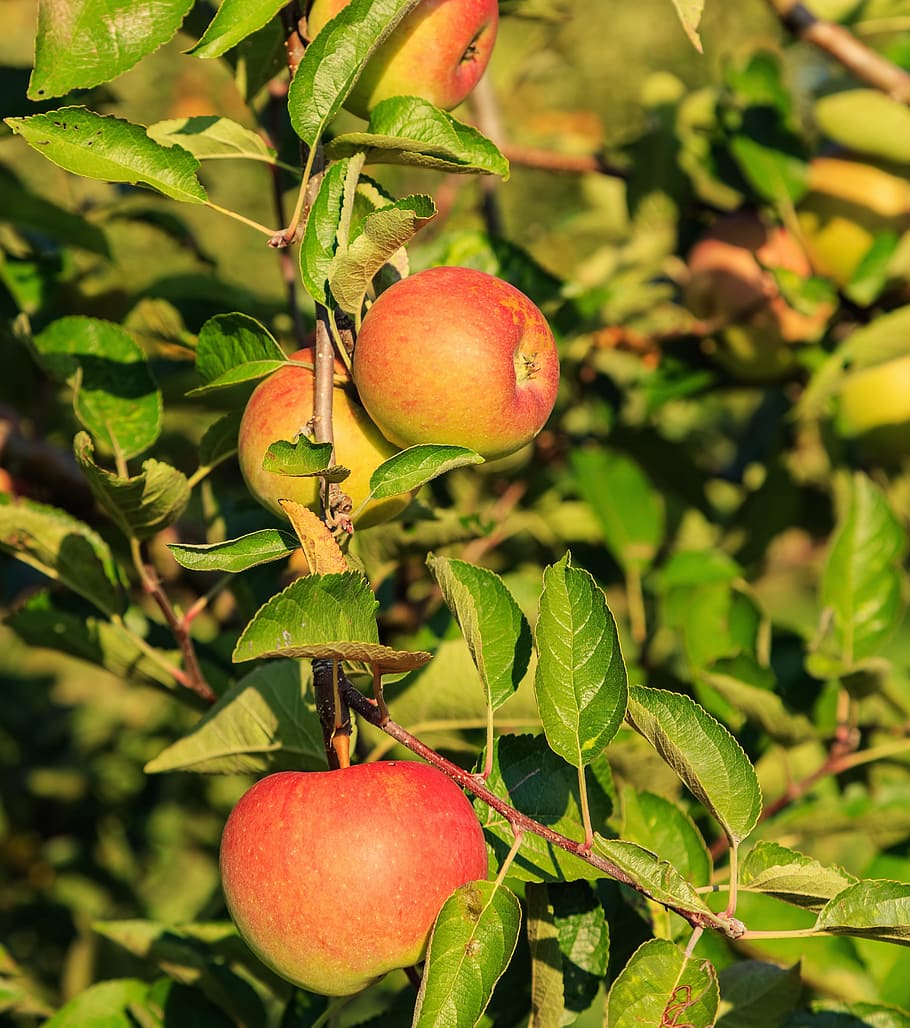apple, tree, apple tree, leaf, fruit, branch, flora, plant HD wallpaper