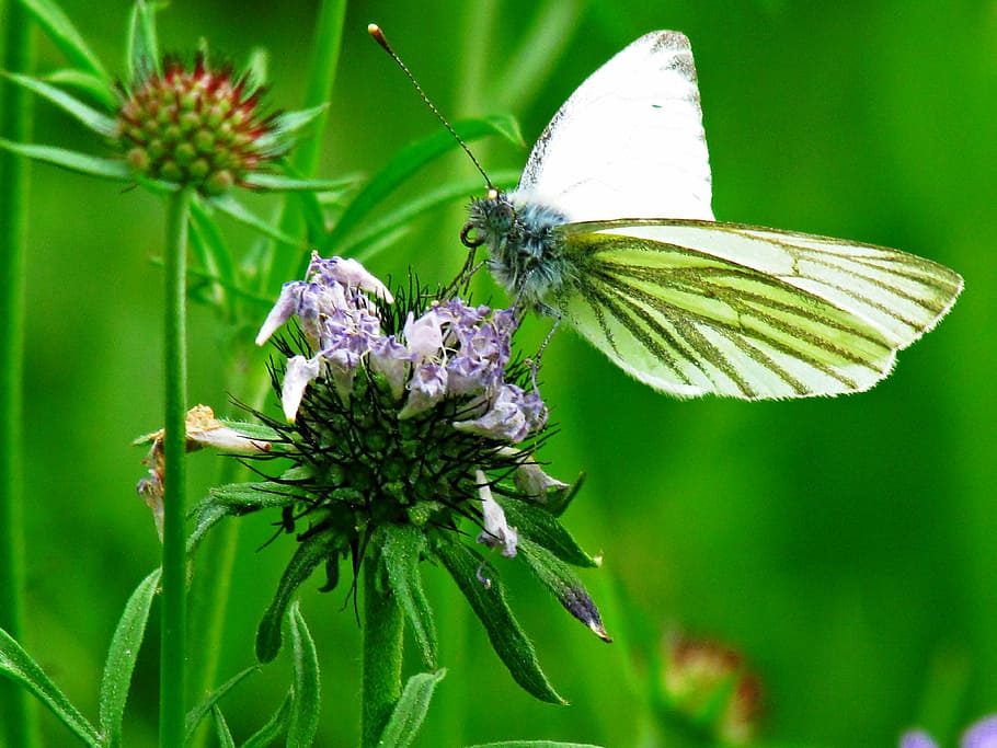 Butterfly, Insects, Nature, flower, green color, plant, no people HD wallpaper