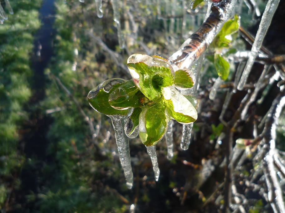 Frost, Apple Blossom, Ice, nature, water, leaf, green Color HD wallpaper