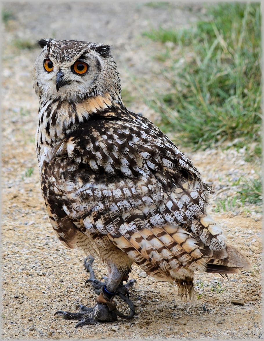 Owl, Owls, Bird, Fly, Wings, Feather, wildlife, beak, dom, outdoor HD wallpaper