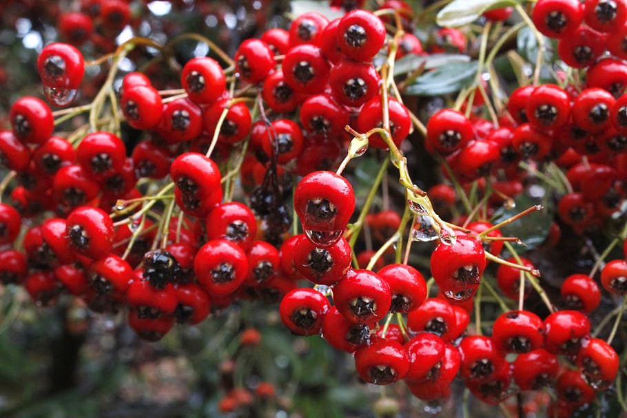 Fruit, Healthy, Organic, Natural, red, summer, nature, berry HD wallpaper
