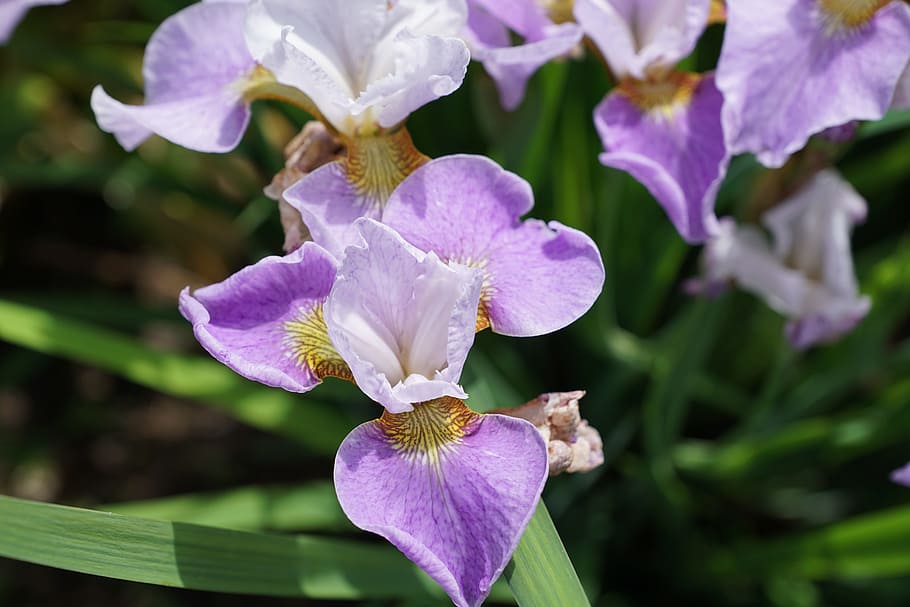 macro shot of purple flowers during daytime, iris, blossom HD wallpaper