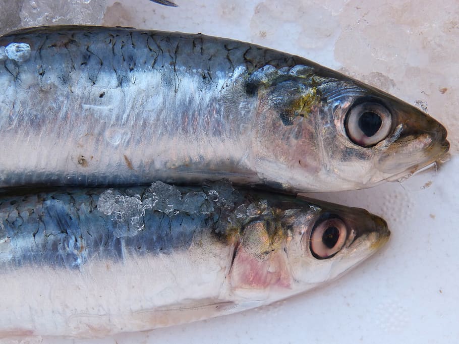 sardine, fish, fresh, fresh fish, vertebrate, animal, seafood HD wallpaper