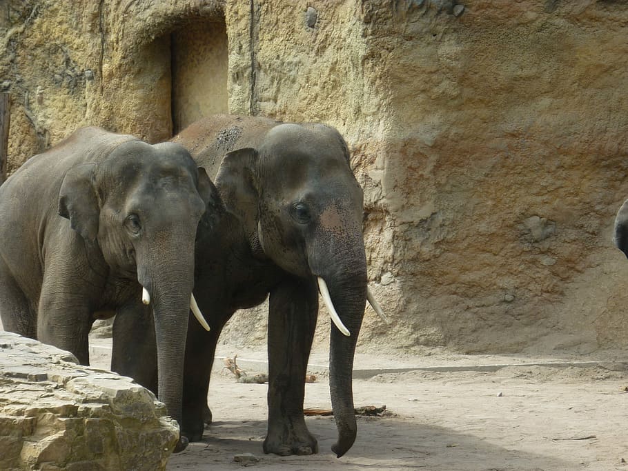 Elephants, Zoo, Wild, Animals, zoo animals, heidelberg, day HD wallpaper