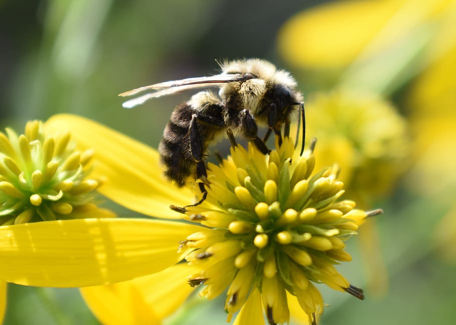 bee, bumblebee, pollen, flower, yellow, insect, nature, flowering plant HD wallpaper