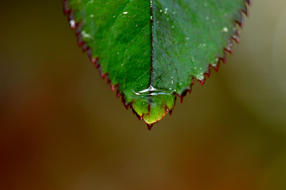 rosenblatt, rain, drip, wet, water, raindrop, drop of water HD wallpaper