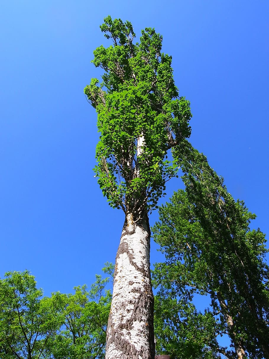 germany, trees, sky, clouds, greenery, tall, high, tallest HD wallpaper