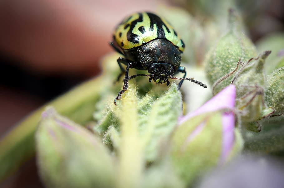 bug, insect, green, macro, beetle, invertebrate, animal themes HD wallpaper