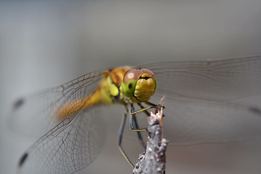 Dragonfly, Nature, Bug, Macro, Closeup, one animal, insect HD wallpaper