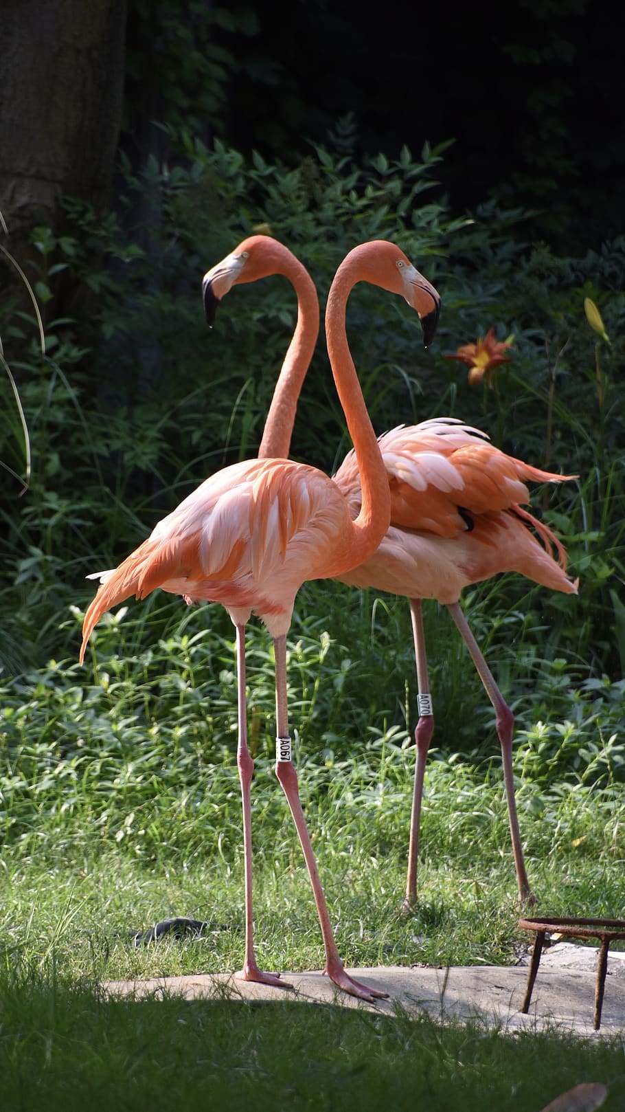 birds, flamingo, red, animal themes, animal wildlife, animals in the wild HD wallpaper