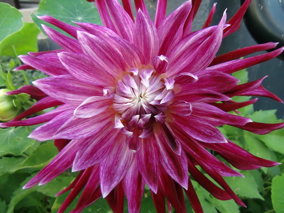 flower, dalia, purple, flowering plant, fragility, freshness HD wallpaper