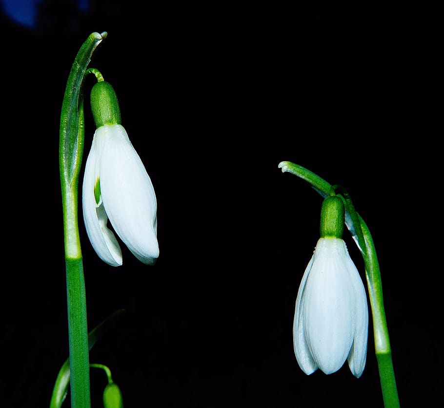 snowdrop, flowers, tender, white, nature, spring, spring flower HD wallpaper