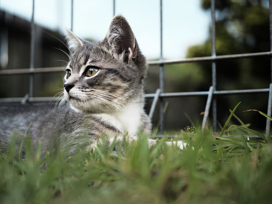 selective focus photography of gray cat near fence, kitten, cute, HD wallpaper