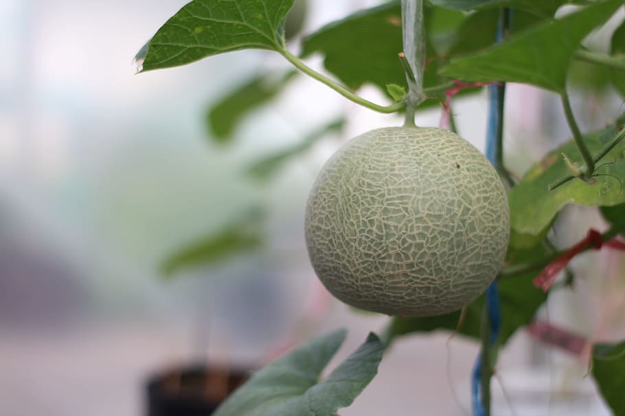 melon, garden, green, leaf, close-up, plant, plant part, tree HD wallpaper