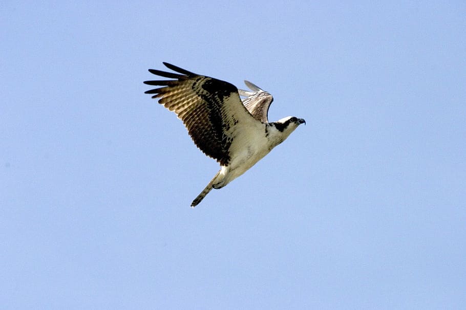 Osprey in Flight - Pandion haliaetus, avian, Bird, photo, public domain